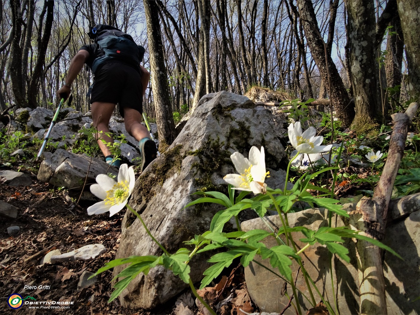 53 Bianchi fiori di  Anemone nemorosa (Anemonoides nemorosa) nei boschi ombrosi del versante nord sotto la cima del Canto Alto.JPG